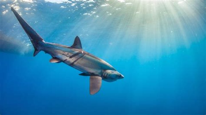 Great White Shark Eyesight: Unlocking the Mysteries of Their Vision