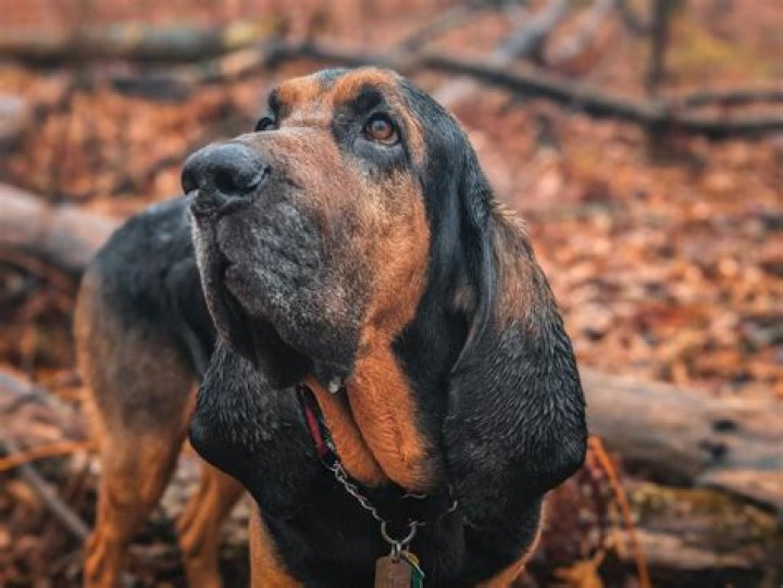 Remembering Bloodhound Lil Jeff: A Tribute to His Life and Legacy