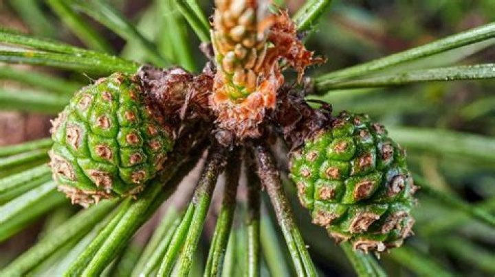 The Fascinating World of Pine Cones: Why They Open and Close